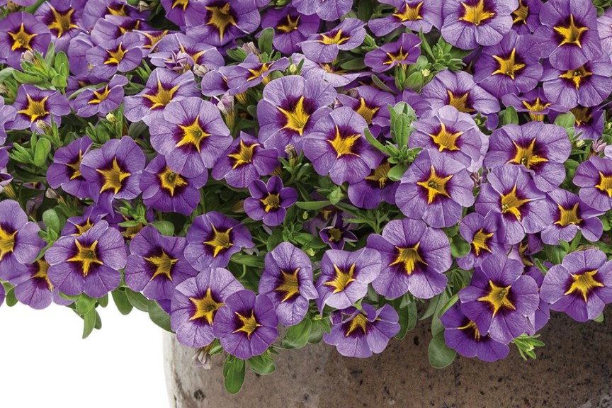 Calibrachoa ‘Superbells Evening Star’ (Proven Winners)