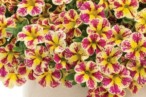 Calibrachoa ‘Superbells Holy Moly!’ (Proven Winners)