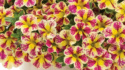 Are Utility Patents Tying Up Innovation With Litigation?