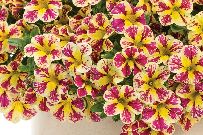 Calibrachoa ‘Superbells Holy Moly!’ (Proven Winners)