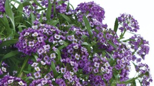 Greenhouse Growing Recommendations For Lobularia