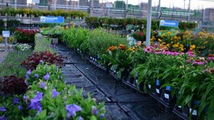 WaterPulse Irrigation Mats Installed In Wal-Mart Garden Centers Nationwide To Save Water