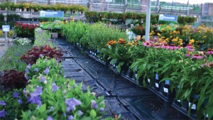 5 Innovations In Pots And Trays