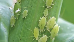 EPA Approves Syngenta’s Mainspring GNL Insecticide For Use In Greenhouses