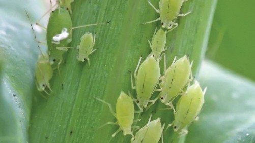 EPA Approves Syngenta’s Mainspring GNL Insecticide For Use In Greenhouses