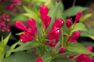 Weigela ‘Crimson Kisses’ (Monrovia)