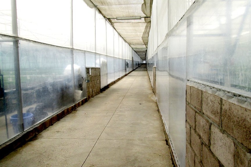 Dümmen Orange Upgrades Phytosanitary Standards On All Farms