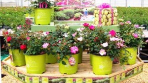 Ball Horticultural Co. Buys Conard-Pyle/Star Roses And Plants