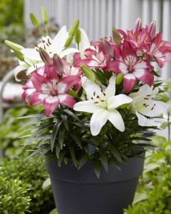 Blooming Potted Plants