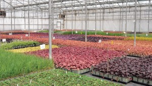 The Top Young Plant Growers for 2024