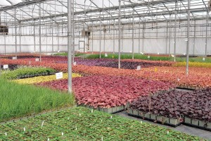 2015 Operation of the Year Winner: Sheridan Nurseries