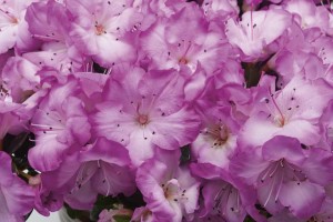 Blooming Potted Plants