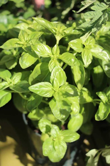 2015 California Spring Trial Edibles