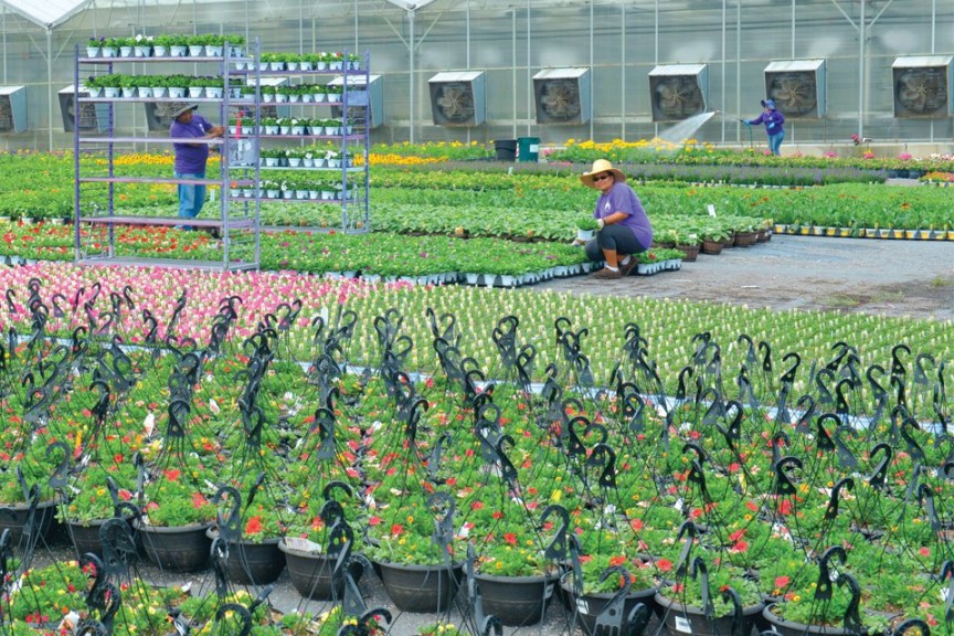 2015 Head Grower Of The Year