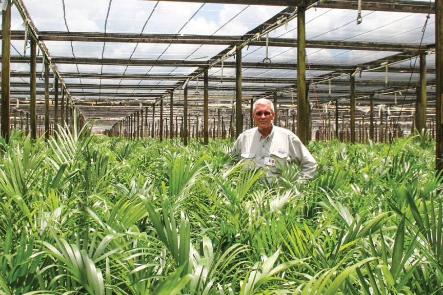 Delray Plants