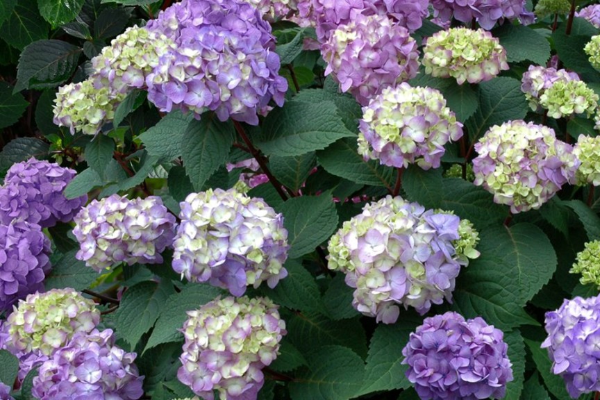 Hydrangea ‘Endless Summer Bloomstruck’ (Bailey Nurseries)
