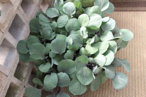 2015 California Spring Trial Edibles