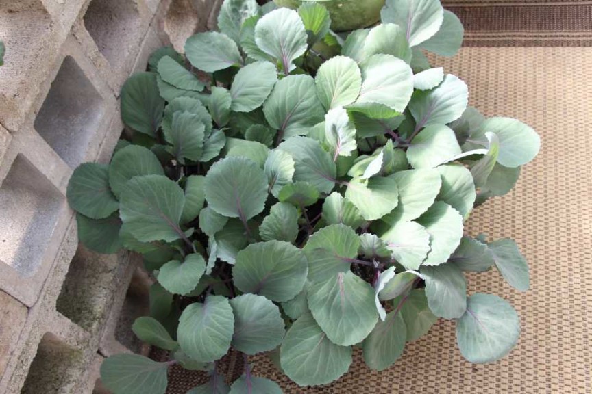 2015 California Spring Trial Edibles