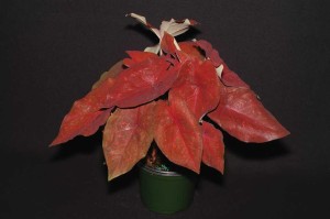 Blooming Potted Plants