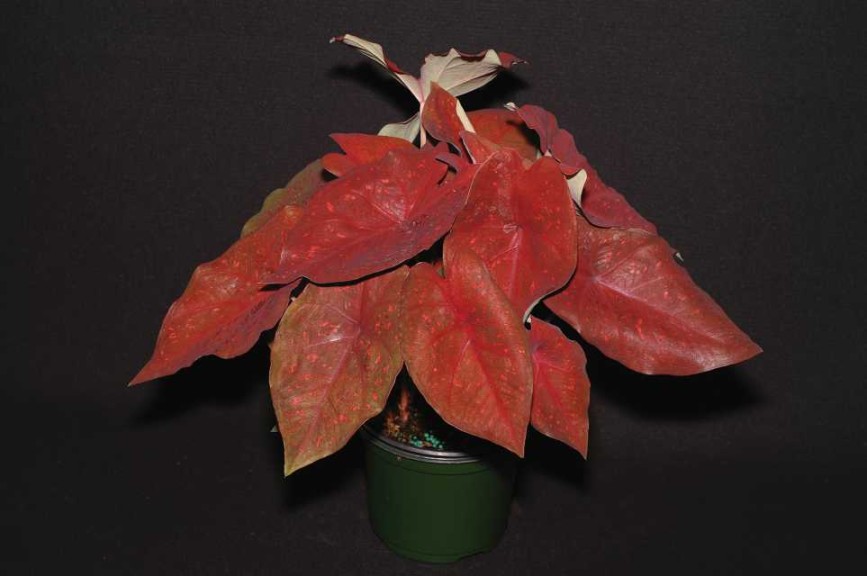 Blooming Potted Plants