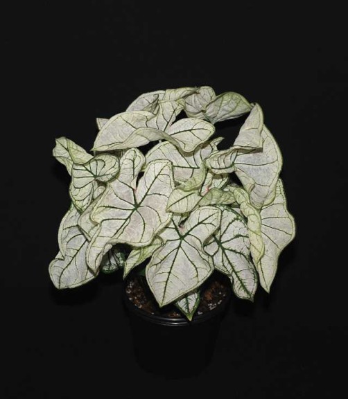 Blooming Potted Plants