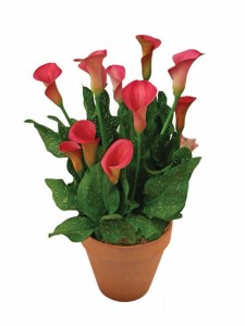 Blooming Potted Plants