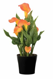 Blooming Potted Plants