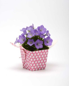 Blooming Potted Plants