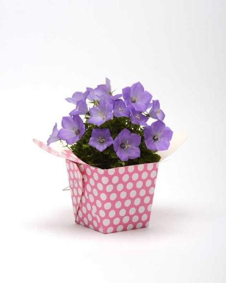 Blooming Potted Plants