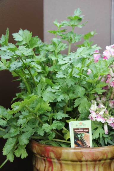 2015 California Spring Trial Edibles