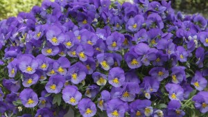 PanAmerican Seed Settles Alleged Trade Sanction Violations