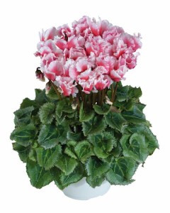 Blooming Potted Plants