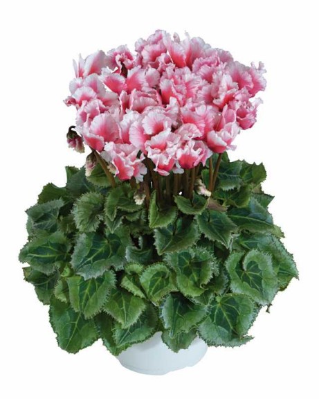 Blooming Potted Plants