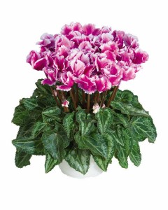 Blooming Potted Plants