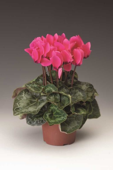 Blooming Potted Plants