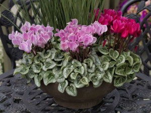 Blooming Potted Plants