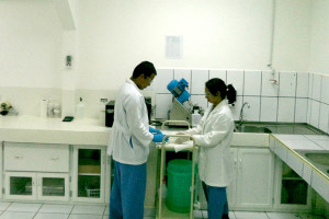 Dümmen Orange Upgrades Phytosanitary Standards On All Farms