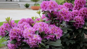 Spring Meadow Nursery Partnering With Proven Winners Europe To Introduce New Flowering Shrubs