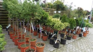 How Danish Garden Centers Are Revamping Their Plant Departments