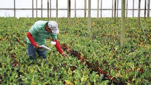 Learn How the Horticulture Industry Is Committed to Long-Term Plant Health and Biosecurity