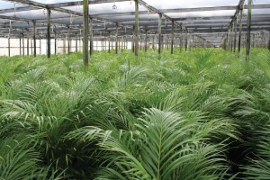 Delray Plants