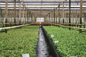 Delray Plants