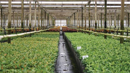 Determining Pest Counts and Action Thresholds in the Greenhouse