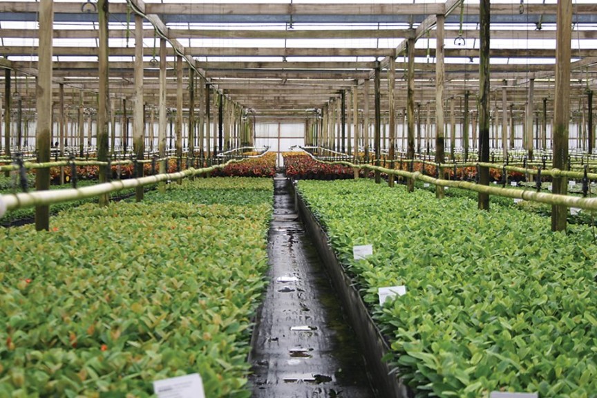 Delray Plants
