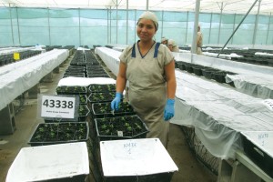 Dümmen Orange Upgrades Phytosanitary Standards On All Farms