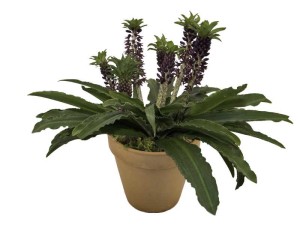 Blooming Potted Plants