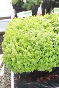 2015 California Spring Trial Edibles