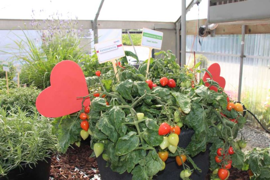 2015 California Spring Trial Edibles