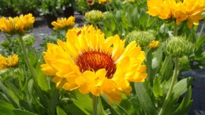 17 Drought-Tolerant Flowering Plants For 2015