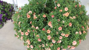 Retailer To Grower: Why Aren’t Garden Stores Letting Growers Help Them?